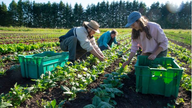 As a local news outlet in Virginia covers a local farm receiving organic certification, Beyond Pesticides launches an action this week to “take back organic” —in response to prominent agricultural forces and industry interests attempting to weaken organic standards and blur the line between certified organic and "regenerative" practices that are not organic-certified.