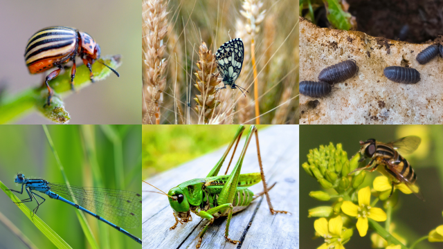 Agricultural pesticide use continues to threaten biodiversity, especially in insect species that provide important ecosystem services.