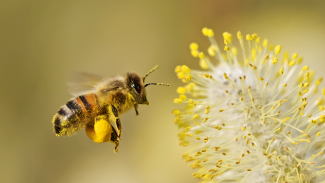 Bee pollen is one of many bee products that are contaminated with pesticide residues that are unregulated.