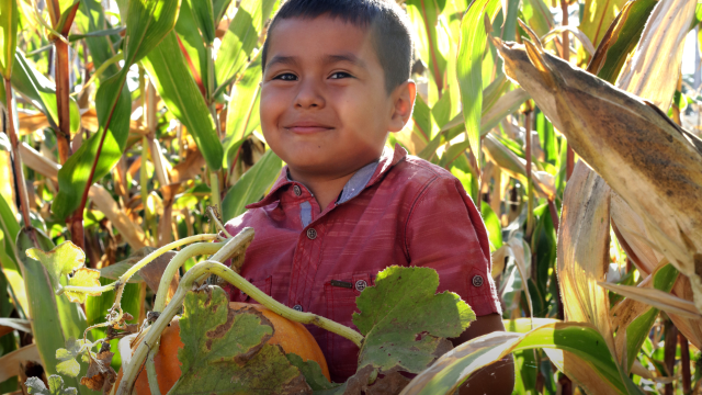 DNA damage due to pesticide exposure is higher in Latinx farmworker families than urban, non-farmworker children, according to recent study.