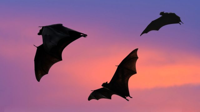 The importance of organic cited as increased pesticide use and infant deaths tied to bat declines—NOSB comments due by Sept. 30, 11:59 pm EDT.