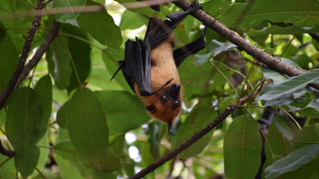 After the release of a study in Science that pinpoints the cycle of increasing pesticide use with ecosystem and bat decline, resulting in higher infant mortality, Beyond Pesticides is calling for state and local action to transition public land to organic practices.