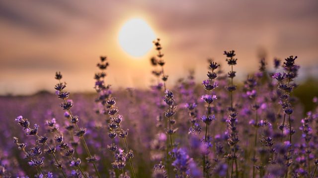 German researchers compared agricultural landscapes, finding that organic farming provides the highest benefit to the bees.