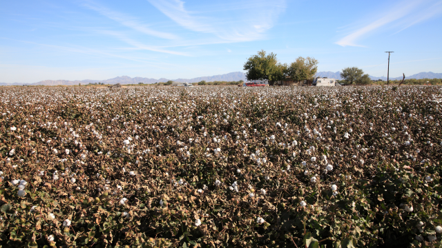 EPA must apply the standard of the Dacthal decision to paraquat and issue an emergency suspension and prohibit use of existing stocks. ©[Solidago from Getty] via Canva.com