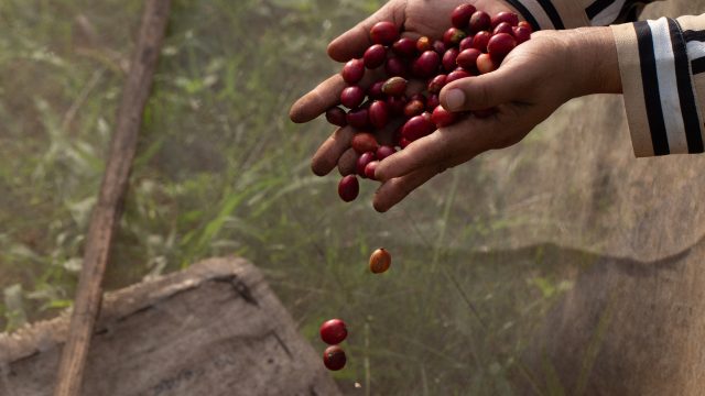 Researchers found that certified organic coffee producers in Peru have a lower carbon footprint than transitional organic coffee farmers. Researchers found that certified organic coffee producers in Peru have a lower carbon footprint than transitional organic coffee farmers.