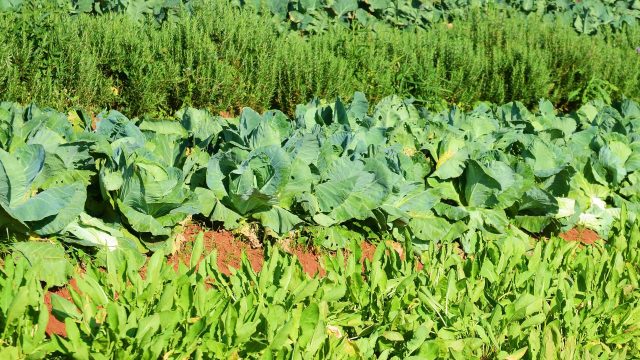 >> Tell Congress, with the delay in passage of the Farm Bill, to ensure that organic programs and their funding do not lapse this fall.