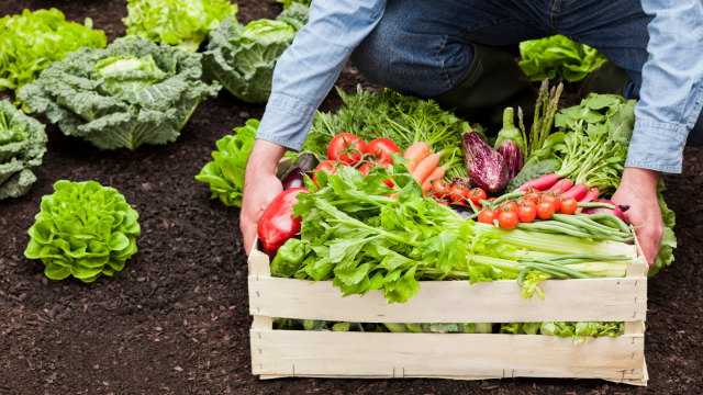 A recent study, yet again, finds biodiversity as crucial for sustainable agriculture and food production.