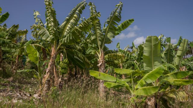 Organic banana production is significantly more conducive to microbial decomposition than its chemical-intensive counterparts in Martinique.