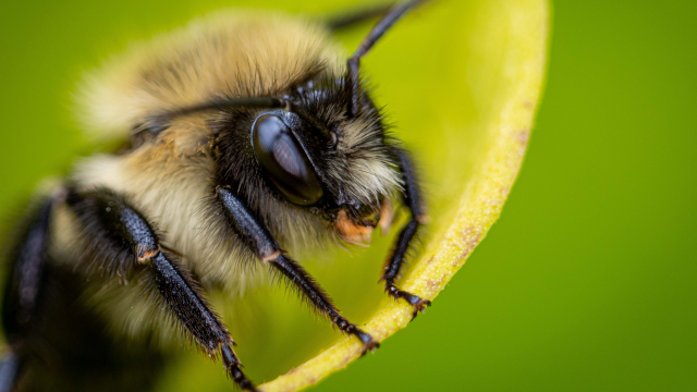 Ground-nesting bees are at a heighted risk of pesticide exposure from soil residue and are inadequately protected by regulations.