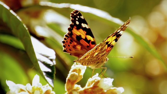 A review of 1,024 different chemicals (herbicides, insecticides, fungicides, and plant inhibitors) harms insects, even at “sublethal” exposure levels.