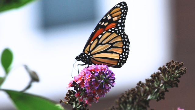 Chemical-intensive agriculture threatens biodiversity, particularly in pollinators such as the monarch butterfly.