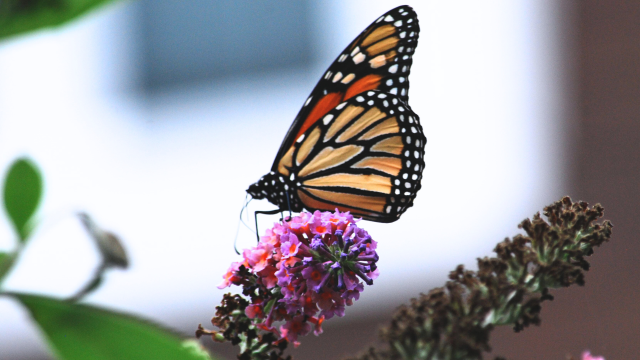 Chemical-intensive agriculture threatens biodiversity, particularly in pollinators such as the monarch butterfly. Chemical-intensive agriculture threatens biodiversity, particularly in pollinators such as the monarch butterfly.