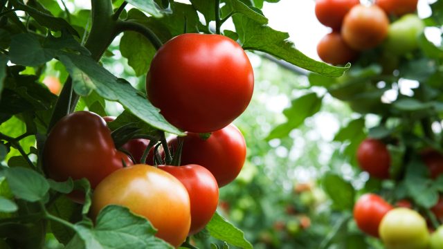 organic tomato plants in field