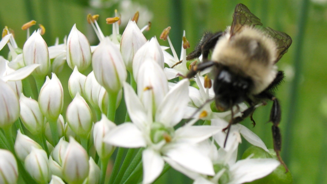Bumblebees with pesticide exposure experience hormetic stress responses with impacts on future generations and reproduction. Bumblebees with pesticide exposure experience hormetic stress responses with impacts on future generations and reproduction.