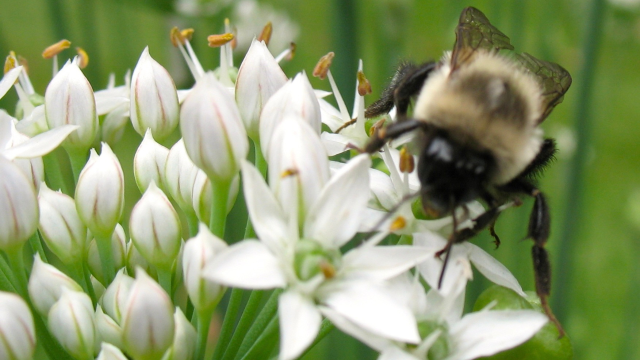 Bumblebees with pesticide exposure experience hormetic stress responses with impacts on future generations and reproduction.