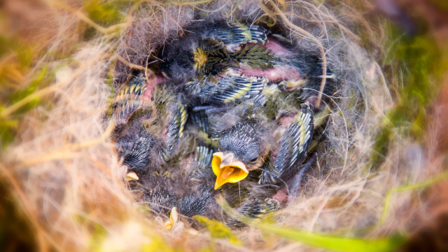 Birds, such as blue and great tits, use fur to line their nests, exposing their offspring to pesticides used in veterinary treatments.