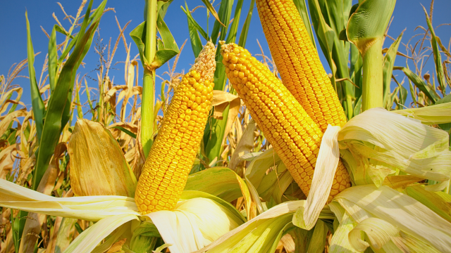 University of Oregon researchers found that the rollout of GE corn followed by increases in glyphosate led to disproportionate risk for rural communities.