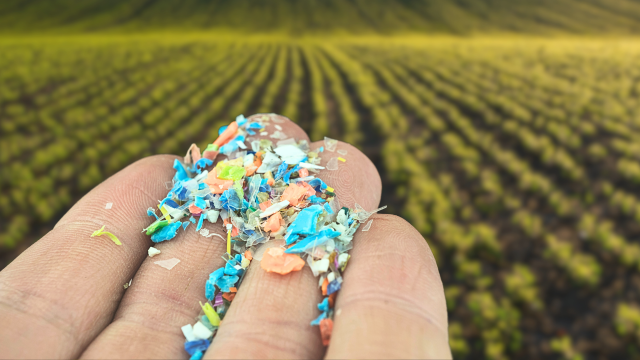 Microplastics and pesticides both pose a threat to the environment. Together, the two further threaten agriculture and food production. Microplastics and pesticides both pose a threat to the environment. Together, the two further threaten agriculture and food production.