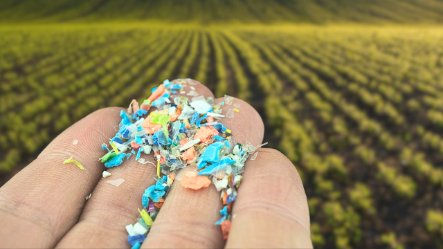 Microplastics and pesticides both pose a threat to the environment. Together, the two further threaten agriculture and food production.