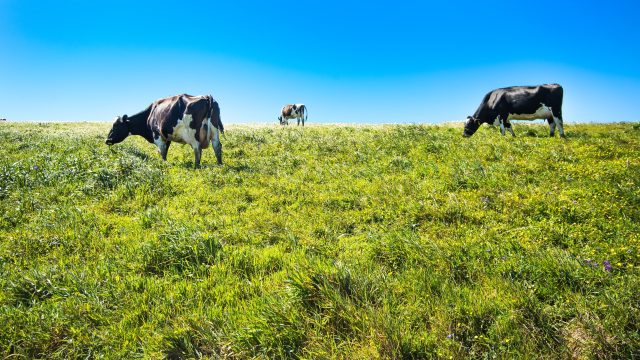 Historic Coexistence of Organic Agriculture and Nature Interrupted by Forced Farm Closures at Point Reyes National Seashore