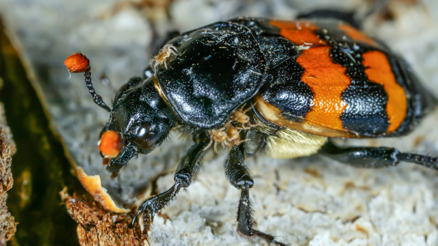 A study finds that exposure to neonicotinoid insecticides puts a threatened beetle species at higher risk of mortality.