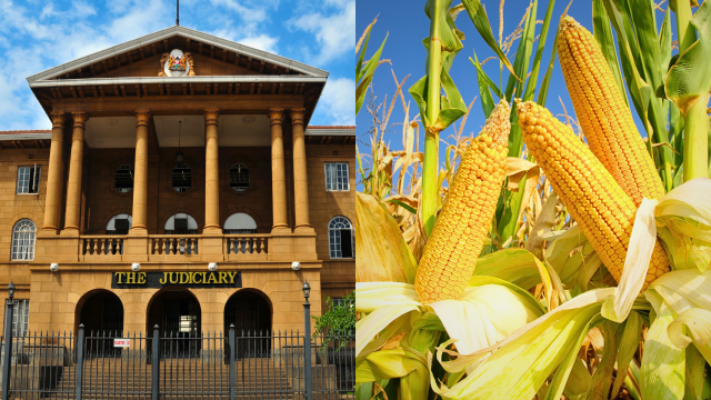 In a major win for small-scale food farmers in Kenya, “the Kenya Court of Appeal blocked the Kenyan government from importing [GMOs] into the country."