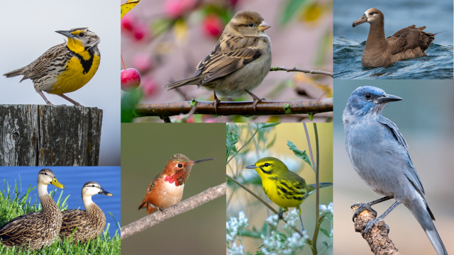 Species of birds are threatened throughout the United States, as documented in the latest edition of the State of the Birds report.