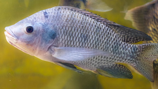 Oxidative, genotoxic, and hepatotoxic effects on Nile tilapia showcase the threats to nontarget aquatic species from a new herbicide.