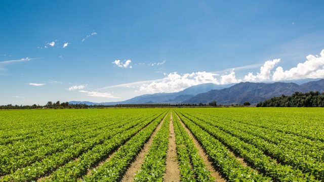 Researchers use new methods measuring type, concentration, and distribution to determine how far—and which—pesticides traveled into the environment. Rhine Valley