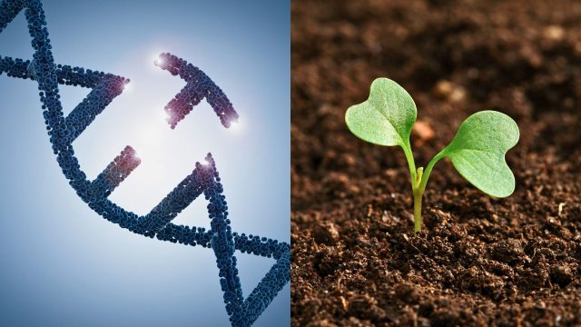 A consortium of EU-based scientists and bioethicists raise concerns about the implications and threats of artificial intelligence for genetic engineering.