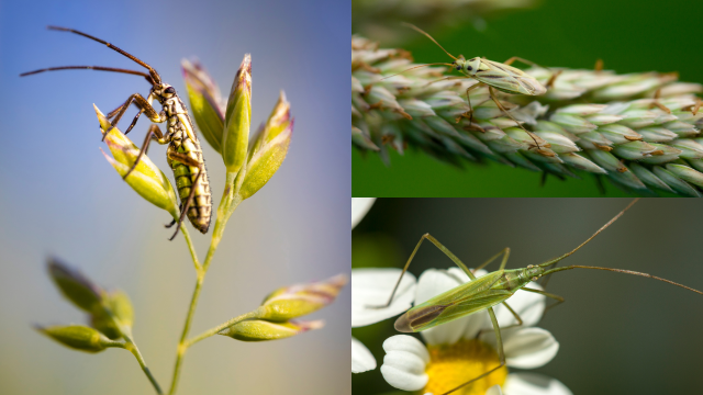 A study finds plant bug species at risk from neonicotinoids, adding to the scientific literature regarding the ongoing insect apocalypse.