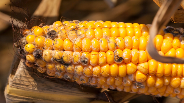 Food products contaminated with fungicides and mycotoxins further threaten human health as the mixtures cause synergistic effects.