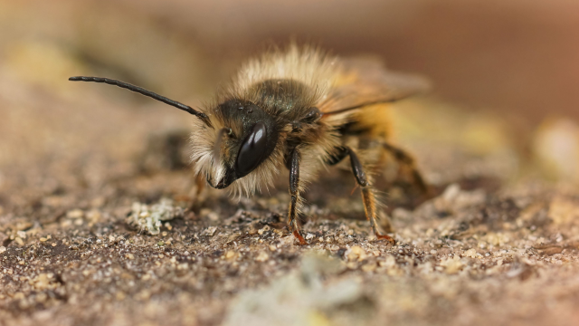 Sulfoxaflor, a systemic insecticide, causes impacts on reproductive behaviors and male fertility in the red mason bee species.