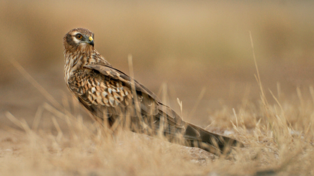 Montagu’s harriers, a bird of prey species, exhibit gut alterations with pesticide exposure they encounter through their nest sites and diet.