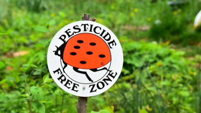 Does your community have pesticide-free parks managed with organic practices? Take Action for Earth Day! Pesticide-Free Zone sign from Beyond Pesticides Does your community have pesticide-free parks managed with organic practices? Take Action for Earth Day! Pesticide-Free Zone sign from Beyond Pesticides
