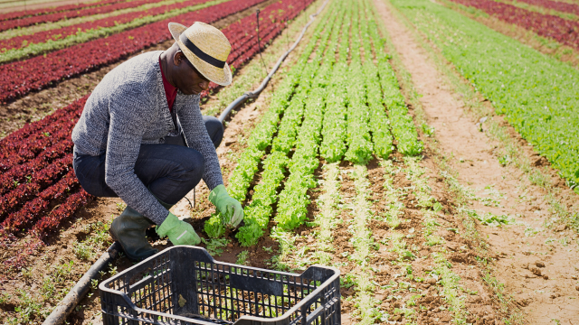 Researchers identify 29 peer-reviewed studies with statistically significant findings that tie pesticide use to elevated cancer risks among farmers.