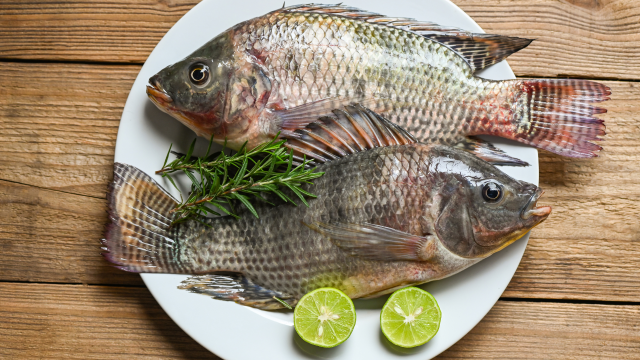 Exposure to thiamethoxam, a neonicotinoid insecticide, causes a myriad of health effects in fish that can then impact humans who consume them. Exposure to thiamethoxam, a neonicotinoid insecticide, causes a myriad of health effects in fish that can then impact humans who consume them.