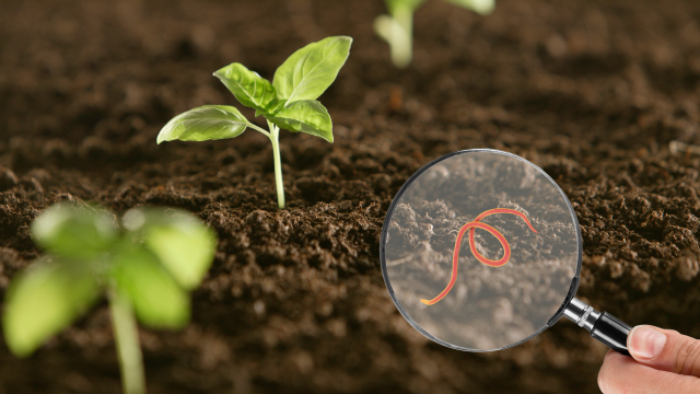 Nontarget organisms, such as nematodes, are crucial for soil health but are threatened by pesticide residues.