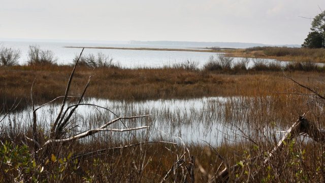 A watershed report by the MPEN highlights ongoing stress to the Chesapeake Bay Watershed from pollutants, particularly pesticides. A watershed report by the MPEN highlights ongoing stress to the Chesapeake Bay Watershed from pollutants, particularly pesticides.