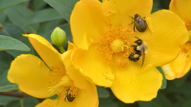 Amidst the insect apocalypse, studies find that organically managed land protects and enhances insect biodiversity. Amidst the insect apocalypse, studies find that organically managed land protects and enhances insect biodiversity.