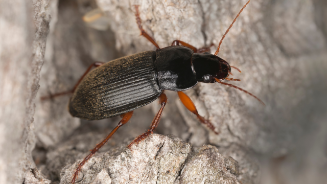 In assessing nine species of ground beetles, a study finds threats to beetle populations from sublethal effects with neonicotinoid exposure.