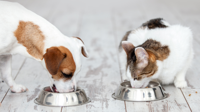 Pet food contaminated with pesticide residues, allowed by regulatory deficiencies, puts the health of companion animals at risk. Pet food contaminated with pesticide residues, allowed by regulatory deficiencies, puts the health of companion animals at risk.