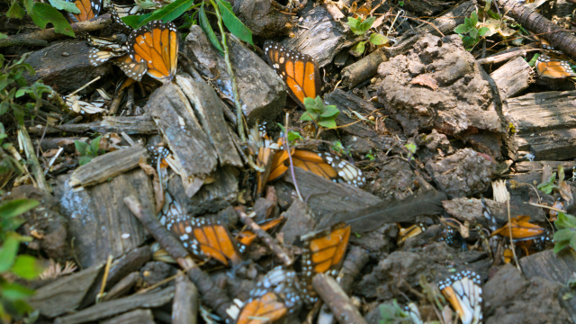 The mass mortality event of monarch butterflies in California yet again shows how pesticides threaten pollinators and biodiversity. The mass mortality event of monarch butterflies in California yet again shows how pesticides threaten pollinators and biodiversity.