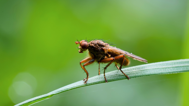 The study finds that the organochlorine fungicide Chlorothalonil has adverse developmental and reproductive effects on nontarget insects. The study finds that the organochlorine fungicide Chlorothalonil has adverse developmental and reproductive effects on nontarget insects.