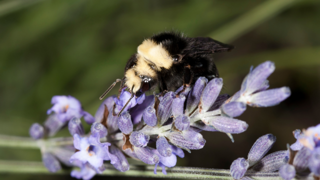 In a bumblebee species, variations in pesticide sensitivity, with gut microbiome health implications, are observed. In a bumblebee species, variations in pesticide sensitivity, with gut microbiome health implications, are observed.