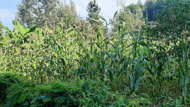 Researchers found higher crop yield stability in low-input organic corn systems with previously degraded soil than in nonorganic agricultural systems. Researchers found higher crop yield stability in low-input organic corn systems with previously degraded soil than in nonorganic agricultural systems.