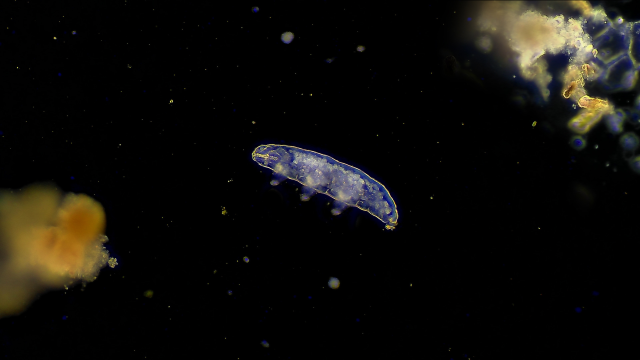 Within the scientific literature, research shows synergistic effects from microplastics and pesticides that threaten aquatic organisms. Within the scientific literature, research shows synergistic effects from microplastics and pesticides that threaten aquatic organisms.