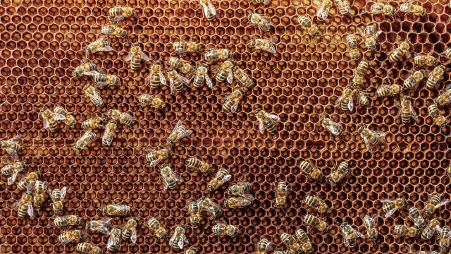 A recent study finds that hundreds of honey bee hives across Italy are contaminated with various pesticides and their metabolites, including glyphosate.
