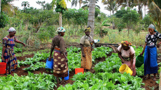 Policymakers in Tanzania call for increased investments in organic agriculture demonstrating interest in moving beyond Green Revolution-style policies.