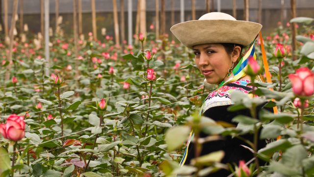 A biomonitoring study of urine finds disproportionate risks to agricultural communities in Ecuador with pesticide exposure.